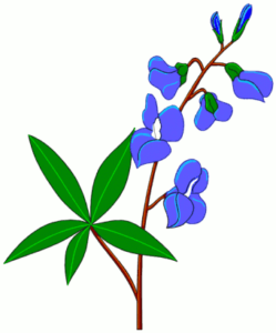 blue bonnet free clipart