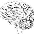 brain 1 free clipart