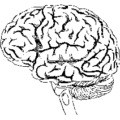 brain 2 free clipart