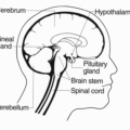 brain diagram 1 free clipart