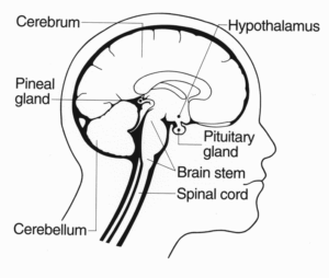 brain diagram 1 free clipart