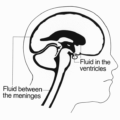 brain diagram 2 free clipart