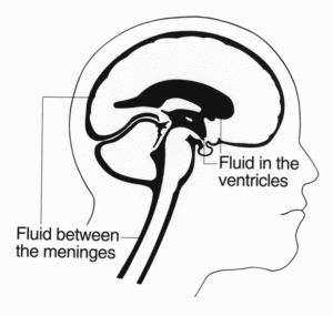 brain diagram 2 free clipart