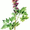 bulbous corydalis free clipart