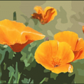 california poppy free clipart