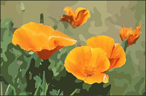 california poppy free clipart