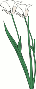 calochortus apiculatus free clipart