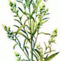 canadian fleabane free clipart