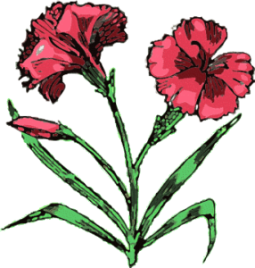 carnation free clipart