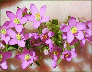 centaureum erythraea free clipart
