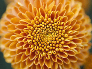 chrysantemum grandiflorum free clipart