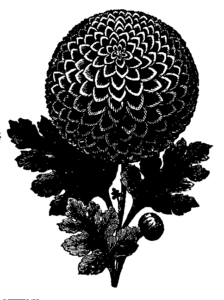chrysen flower free clipart