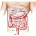 colon intestines free clipart