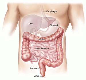 colon intestines free clipart