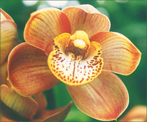 cymbidium cultivar free clipart