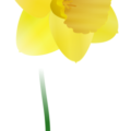 daffodil flower free clipart