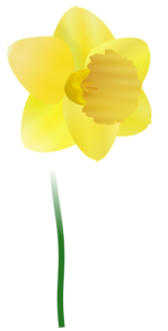 daffodil flower free clipart