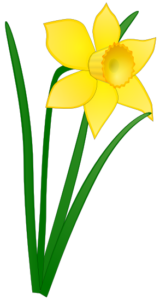 daffodil free clipart