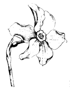daffy flower free clipart