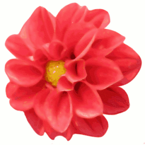 dahlia free clipart