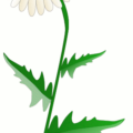 daisy flower free clipart