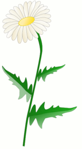 daisy flower free clipart
