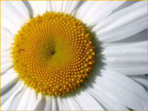 daisy up close free clipart