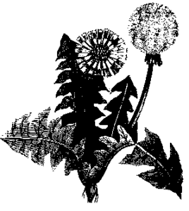 dandylion free clipart