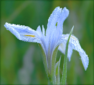 dew on orchid free clipart