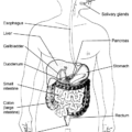 digestive system anatomy free clipart