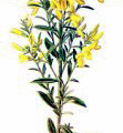 dyers greenweed free clipart