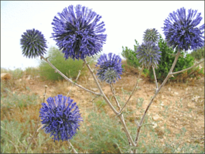 echinops adenocaulos free clipart