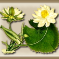 egyptian water lily free clipart