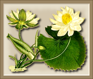 egyptian water lily free clipart