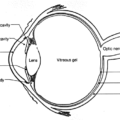 eye diagram free clipart