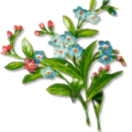 forget me nots flower free clipart