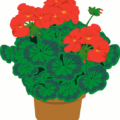 geranium free clipart