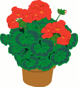 geranium free clipart
