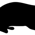 hamster contour silhouette free clipart