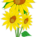 helianthus free clipart