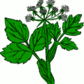 heraculeum lanatum free clipart