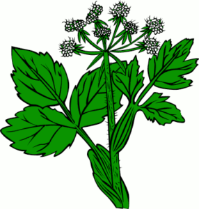 heraculeum lanatum free clipart