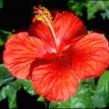 hibiscus 1 free clipart