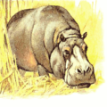 hippo free clipart