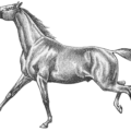 horse 10 free clipart