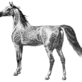 horse 12 free clipart