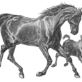 horse 15 free clipart