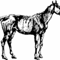 horse old nag free clipart