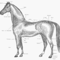 horse parts free clipart