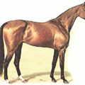 horse thoroughbred free clipart